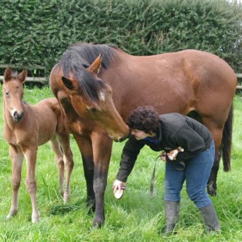 Maldivous 2012 - Zabeel colt 001
